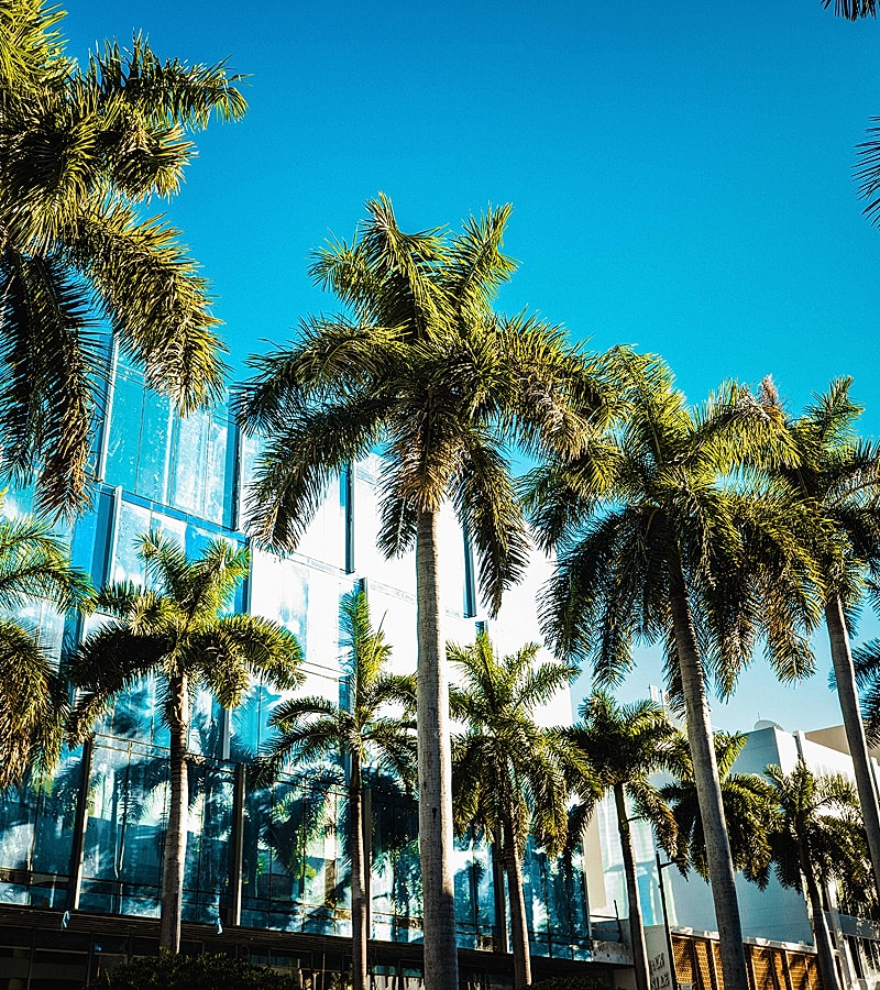Palm trees against a blue sky and modern building.