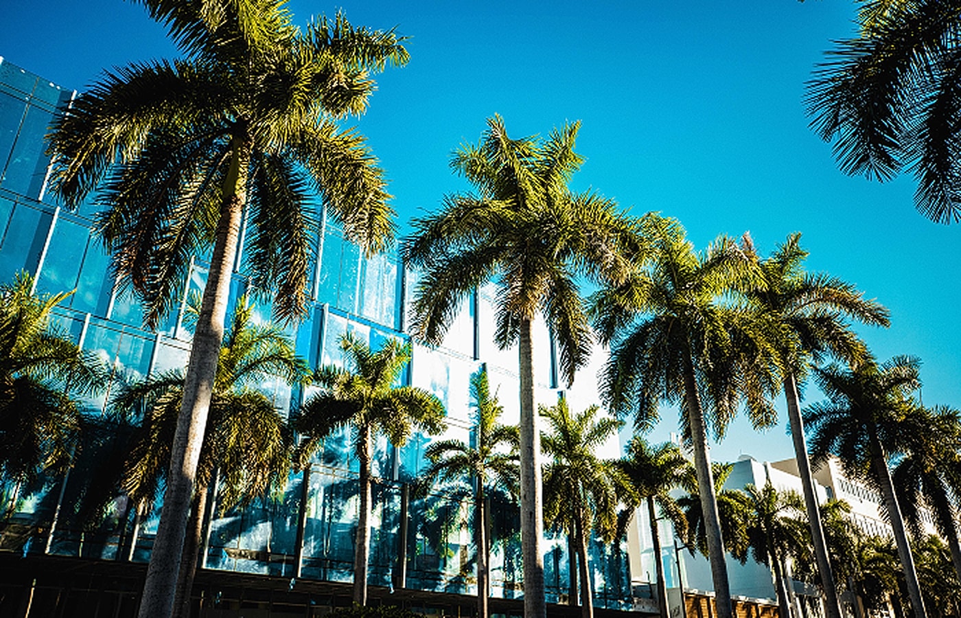Palm trees against a blue sky and modern building.